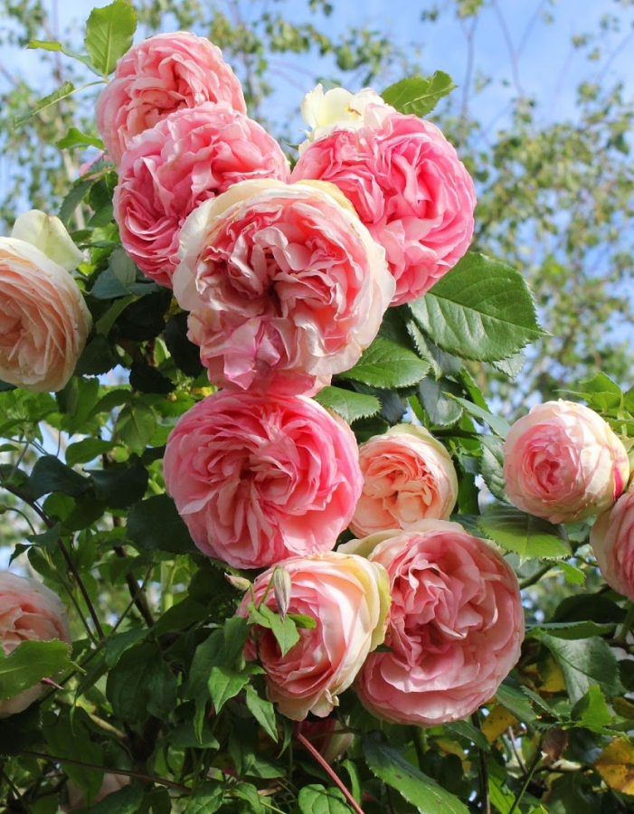 Роза плетистая Эден Роуз 1 шт роза джулиас роуз харкнесс