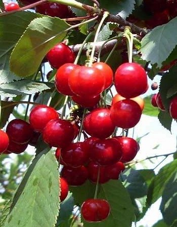 Вишня Асоль (Prunus cerasus) 1 шт ЗКС - Плодовые, Вишня, арт: 4682