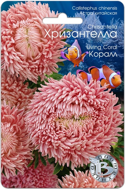 Астра Хризантелла Коралл 30 шт, Семена цветов, Астра