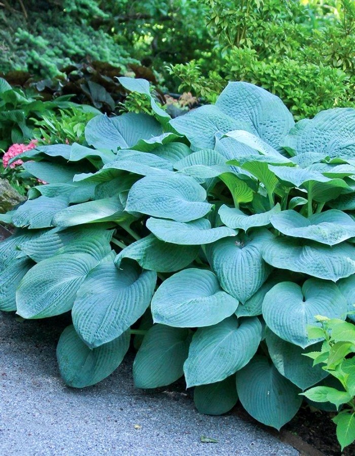 

Хоста Брессингем Блю