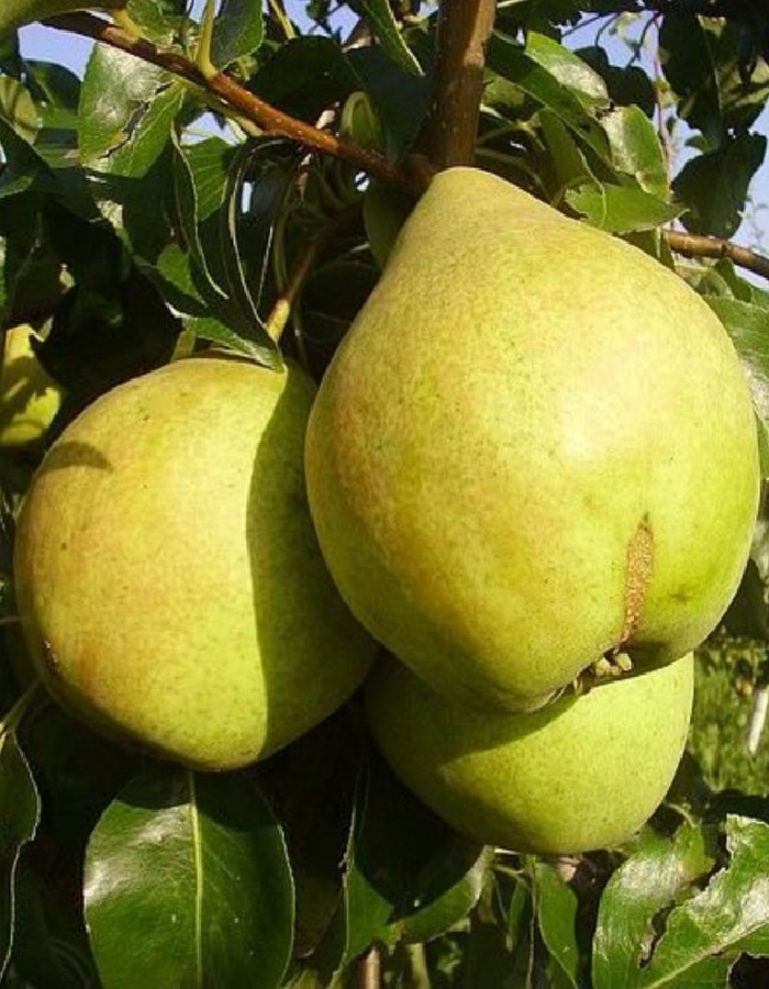 

Груша Просто Мария