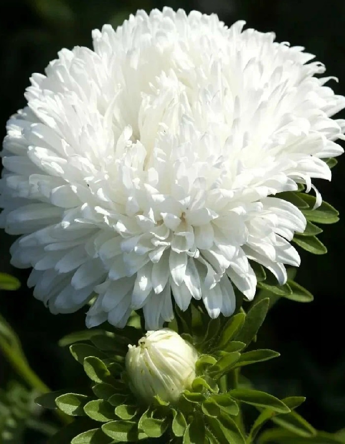 

Астра пионовидная Королева гигантов в белом (УД) 0,2 гр цв п