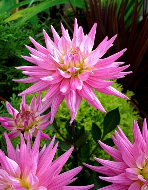 Георгина Карма Перпл Корона 1шт 