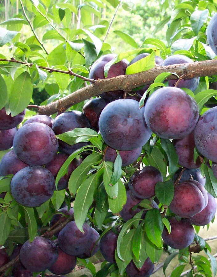 Алыча Шатер  (Prunus cerasifera) 1 шт