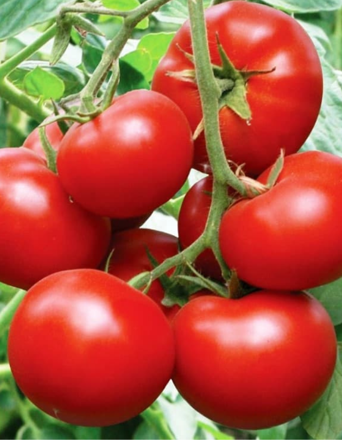 Томат Ультраскороспелый (УД) 20 шт цв п томат экспресс сибири f1 уд 12 шт цв п