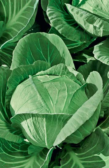 Капуста белокочанная Безразмерная (УД) 0,3 гр цв.п.