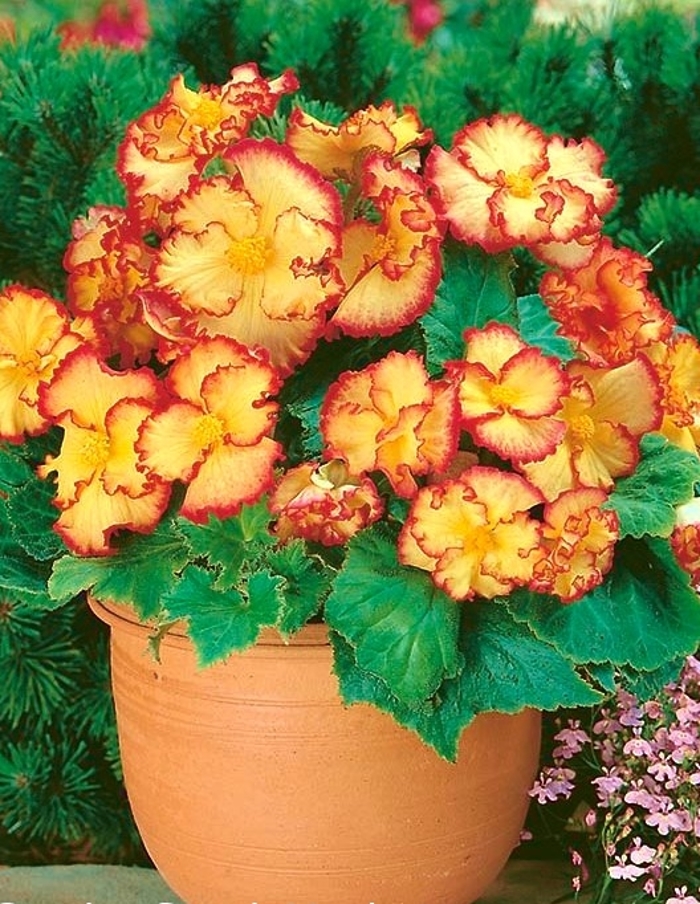 Бегония Криспа Маргината желто-красная 599₽