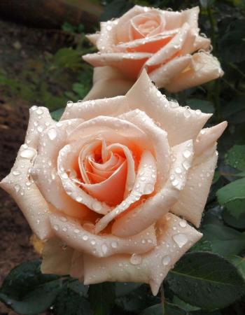 Роза чайно-гибридная Ройал Паркс 1 шт роза чайно гибридная ройал паркс 1 шт