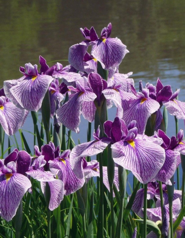 

Ирис сибирский Спарклин Роуз 1 шт Р9