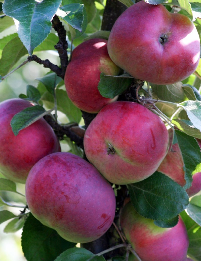Яблоня колонновидная Есения (3 года) 1 шт, Плодовые, Крупногабаритные саженцы