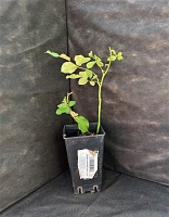 Роза чайно-гибридная Шакира 