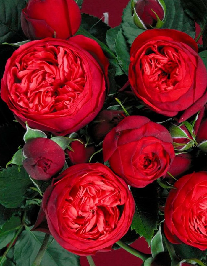 Роза чайно-гибридная Ред Пиано 1 шт роза ред абанданс харкнесс