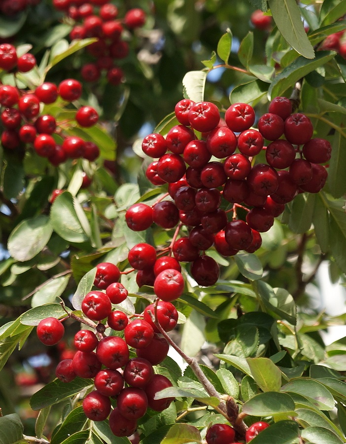 

Рябина обыкновенная Рубиновая