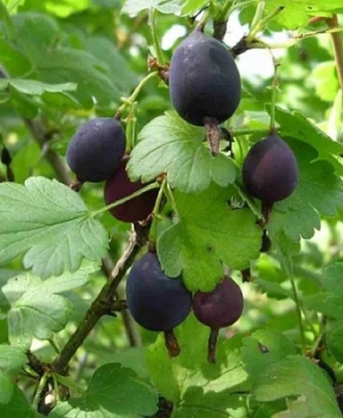 

Крыжовник Черный Негус