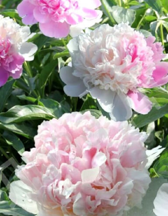 

Пион Мистер Эд