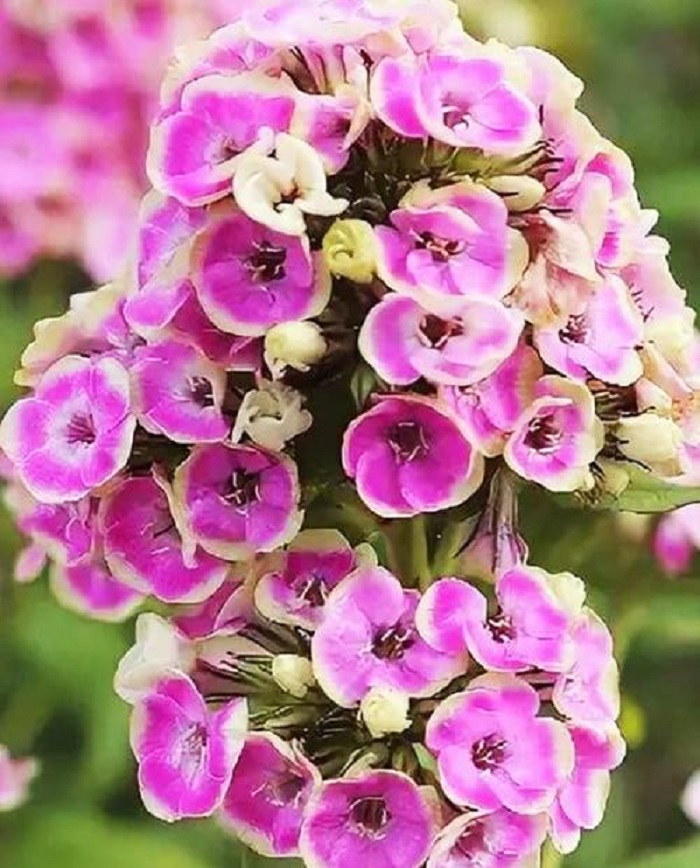 Флокс Орчид Йеллоу 359₽