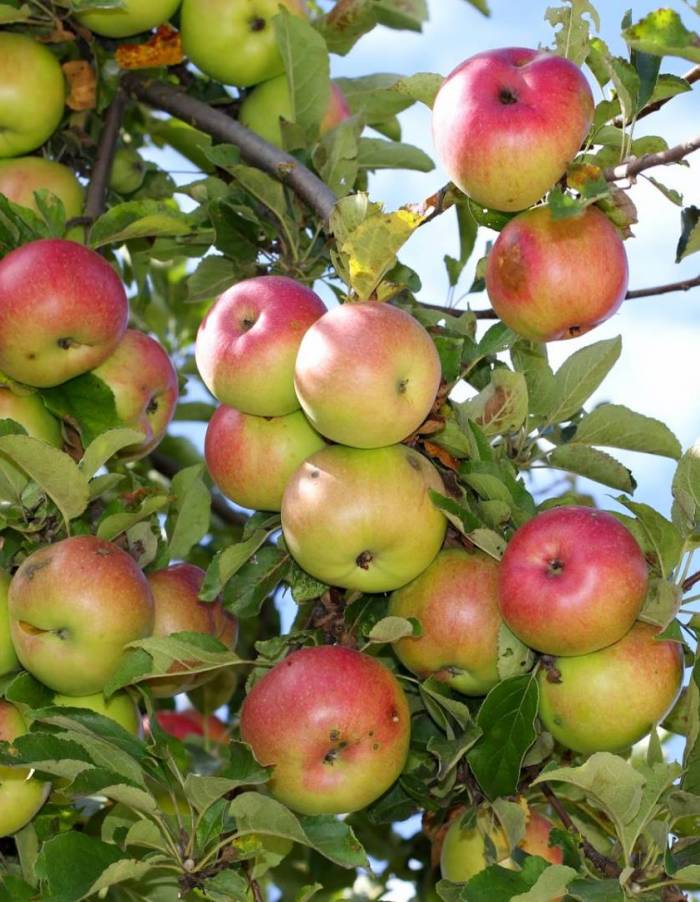 

Яблоня Подарок садоводам