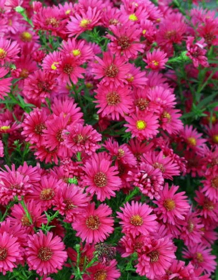 

Астра новобельгийская Роял Руби