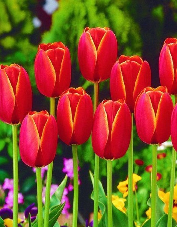 Тюльпан Ворлд Флаер 1 уп. (3шт.) 