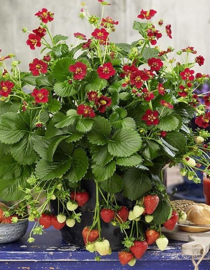 

Земляника садовая Таскания