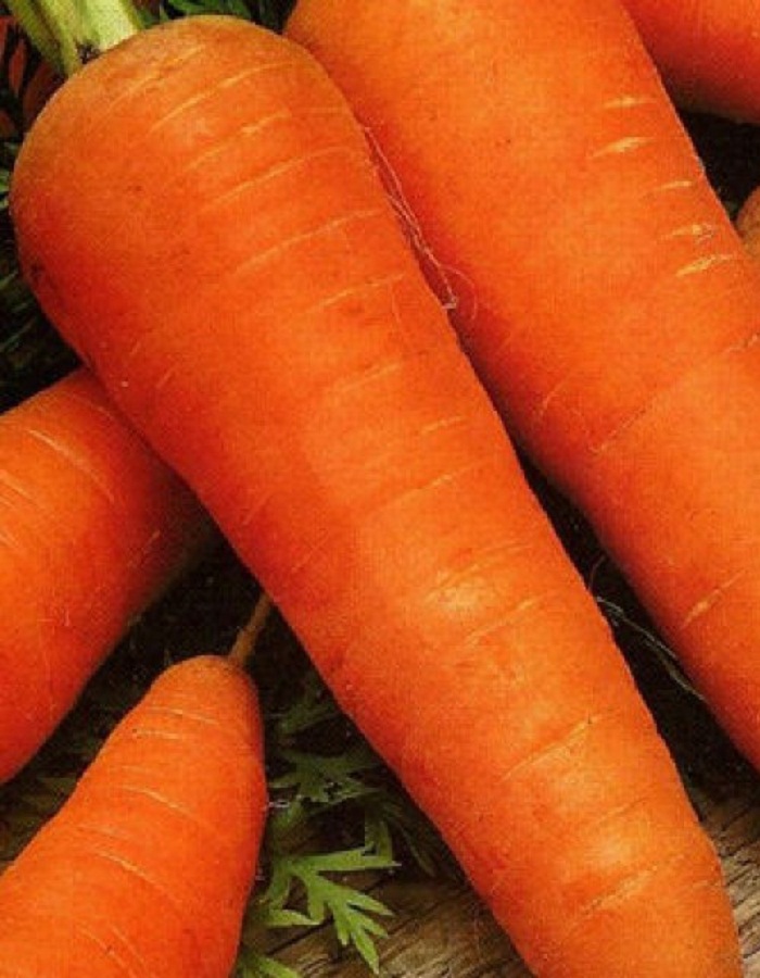 Морковь Рогнеда 2 гр б.п.