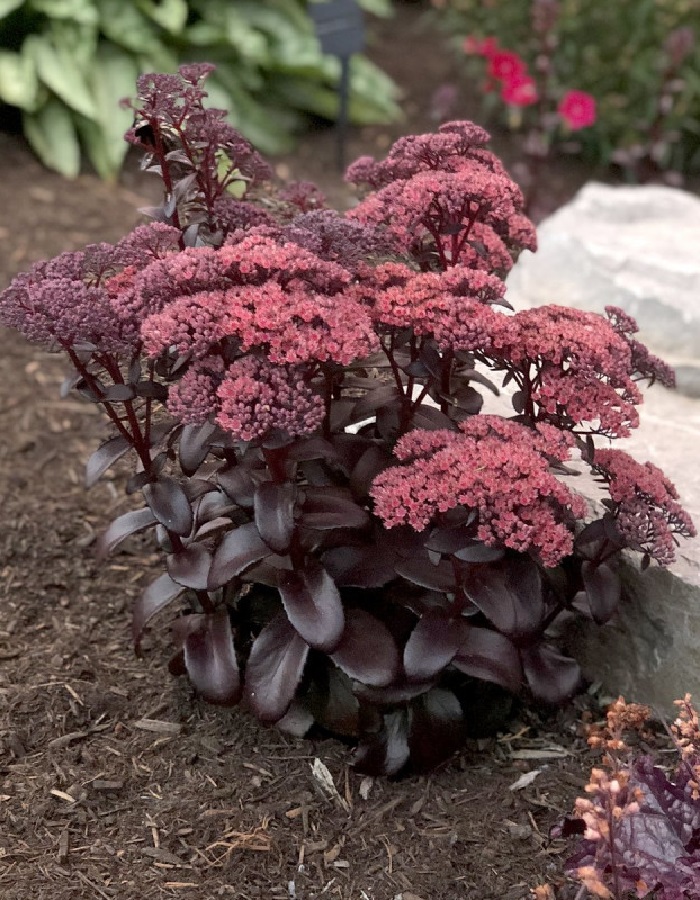 

Очиток гибридный Пурпл Эмперор 1 шт Р9