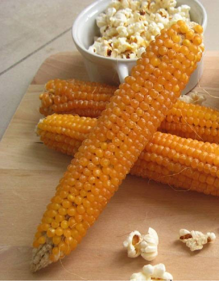 Кукуруза попкорн Медиум 5гр цв.п. цена и фото