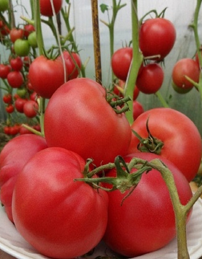 Томат Малиновка (УД) 20 шт. цв.п. семена томат малиновка низкорослый 0 1 г