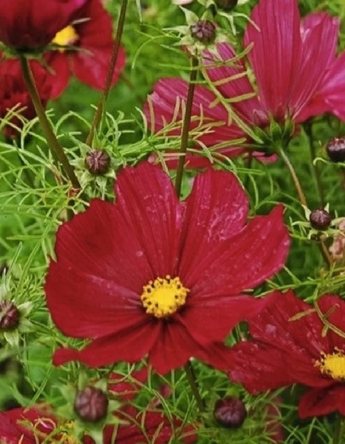 

Космея Вишнево-красная сенсация (УД) 0,15 гр цв п