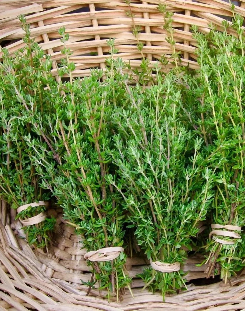 

Тимьян овощной Медок ASF 1 шт р9