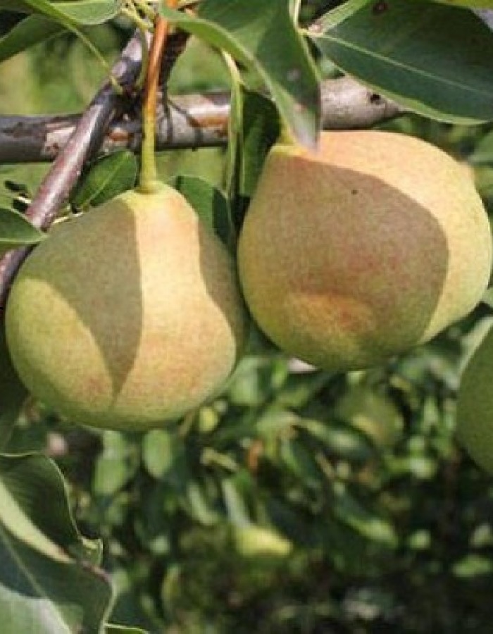 

Груша Январская