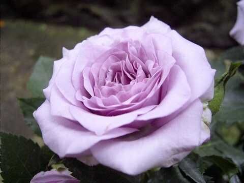 Роза кустовая Сандра Ренесанс