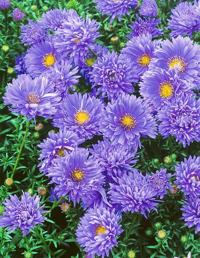 

Астра Мари Баллард