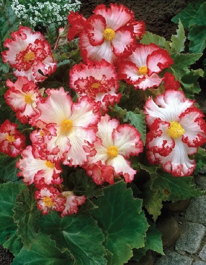 

Бегония Криспа Маргината бело-красная 1 уп. ( 2 шт.)