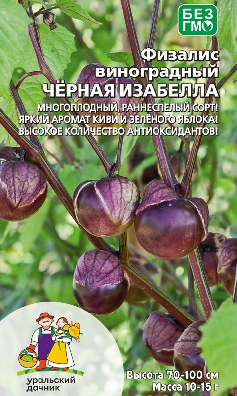 Физалис виноградный Черная изабелла (УД) 12 шт цв п