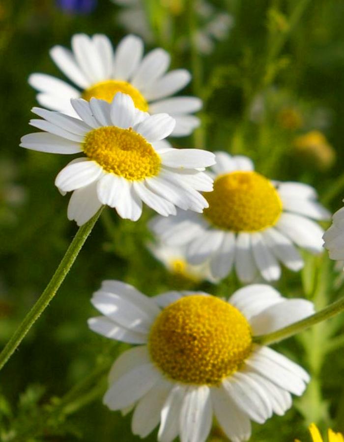 

Ромашка аптечная Айболит ASF 1 шт Р9