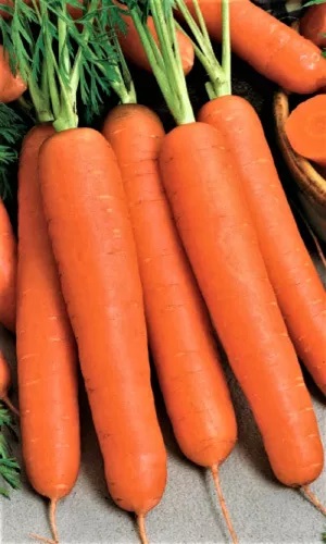 Морковь Алтайская сахарная (УД) ГЕЛЕВОЕ ДРАЖЕ 250 шт цв.п.