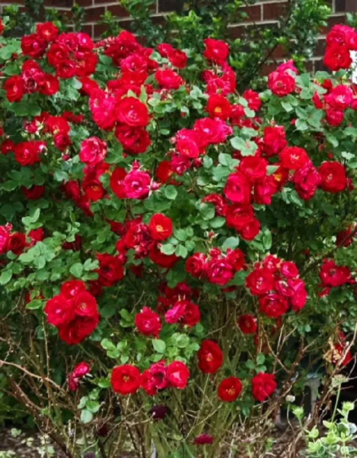 

Роза кустовая Аделаида Худлес