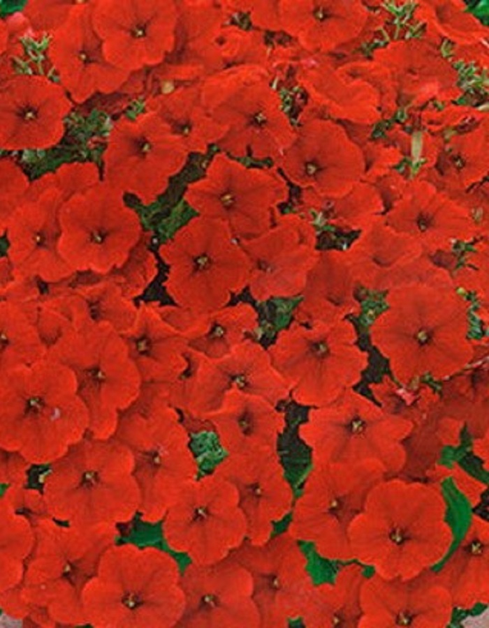 

Петуния Джоконда F1 ярко-алая (Аэлита) 5 шт