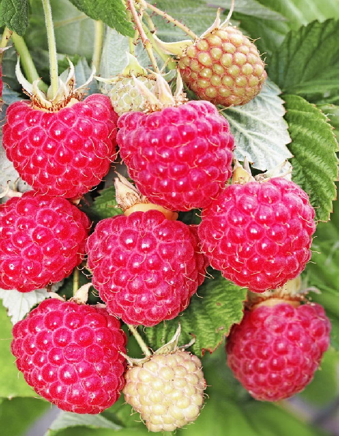 

Малина ремонтантная Осенняя красавица