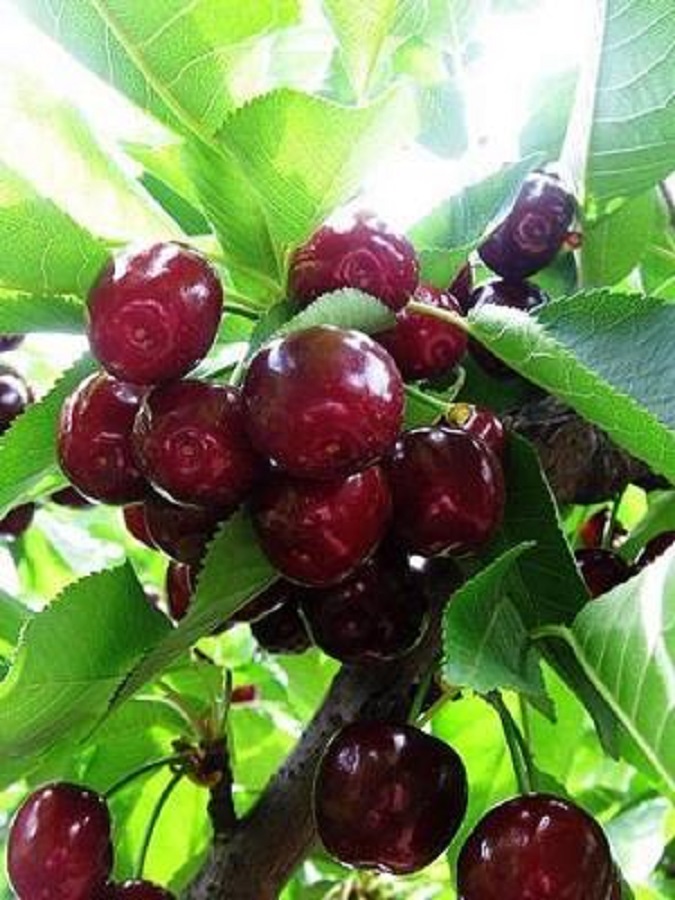 

Вишня Загорьевская