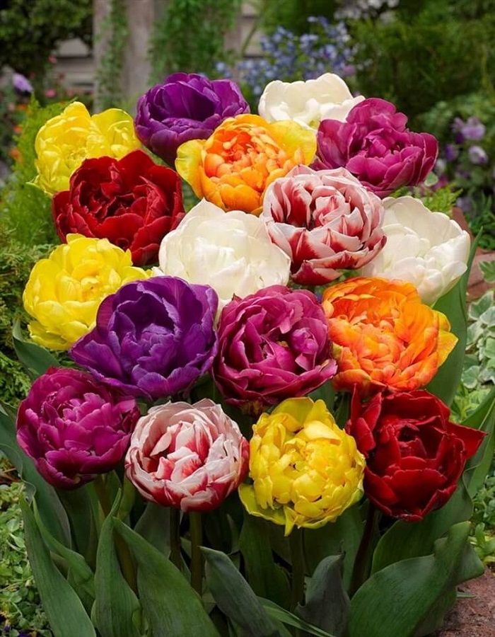 Набор Тюльпаны махровые поздние 9 шт набор тюльпаны простые поздние 9 шт