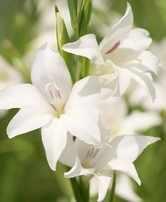 

Гладиолус Колвиля Альбус 1 уп. (3 шт.)