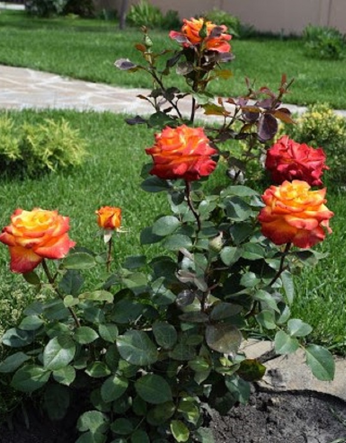 

Роза чайно-гибридная Хай Меджик