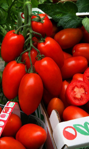 Томат Красный Метеор (УД) 20 шт. цв.п. (банка)