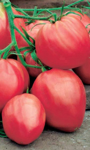 Томат Мишка Косолапый Малиновый (УД) 20 шт. цв.п. 