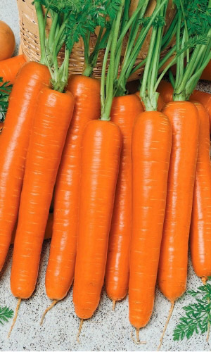 Морковь Надежда F1 (УД) 0,25 гр цв.п.