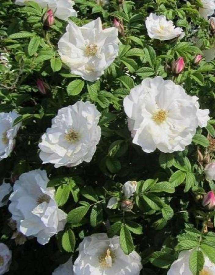 

Роза кустовая Луиза Багнет