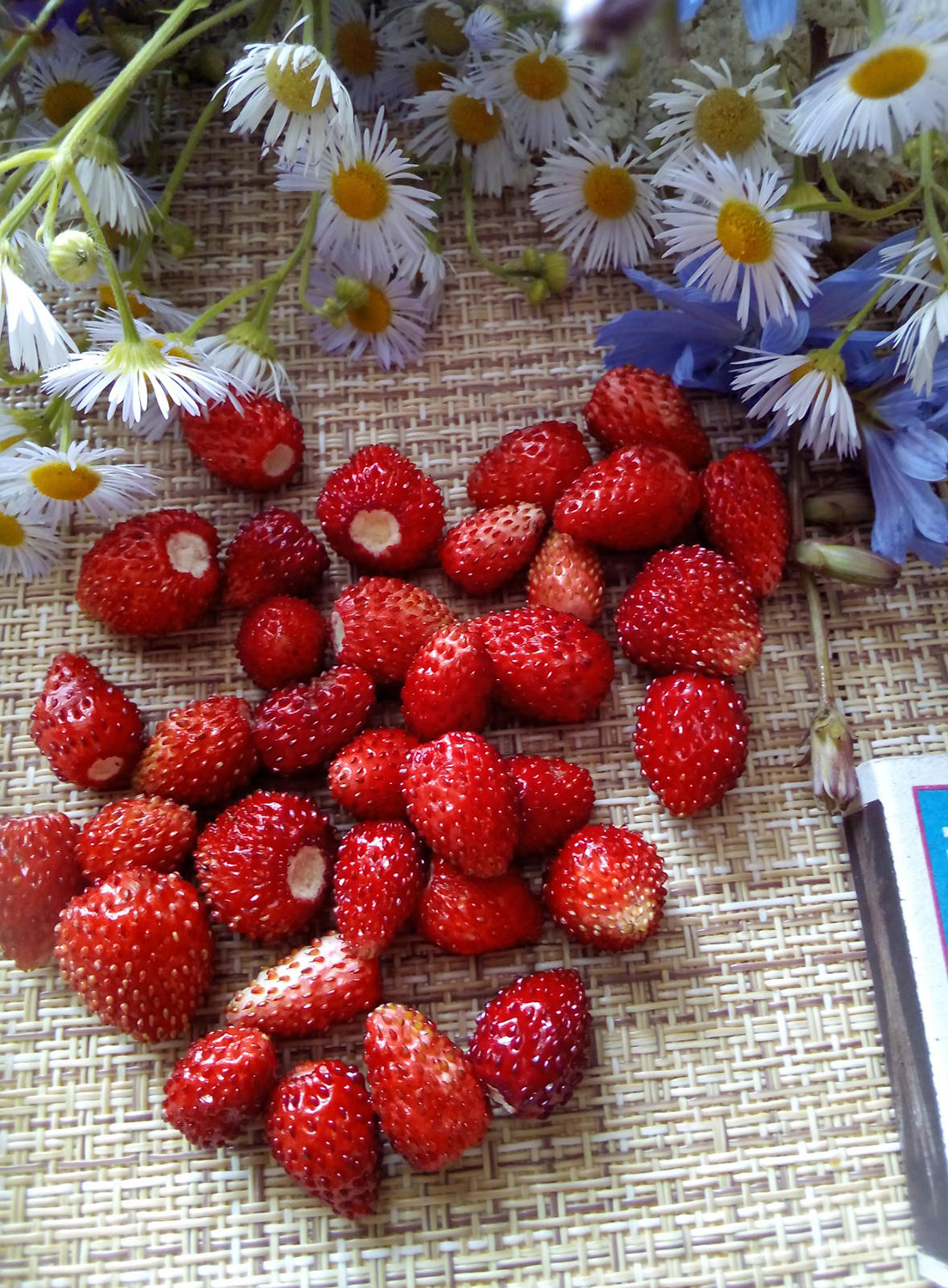 

Земляника садовая Руяна ASF