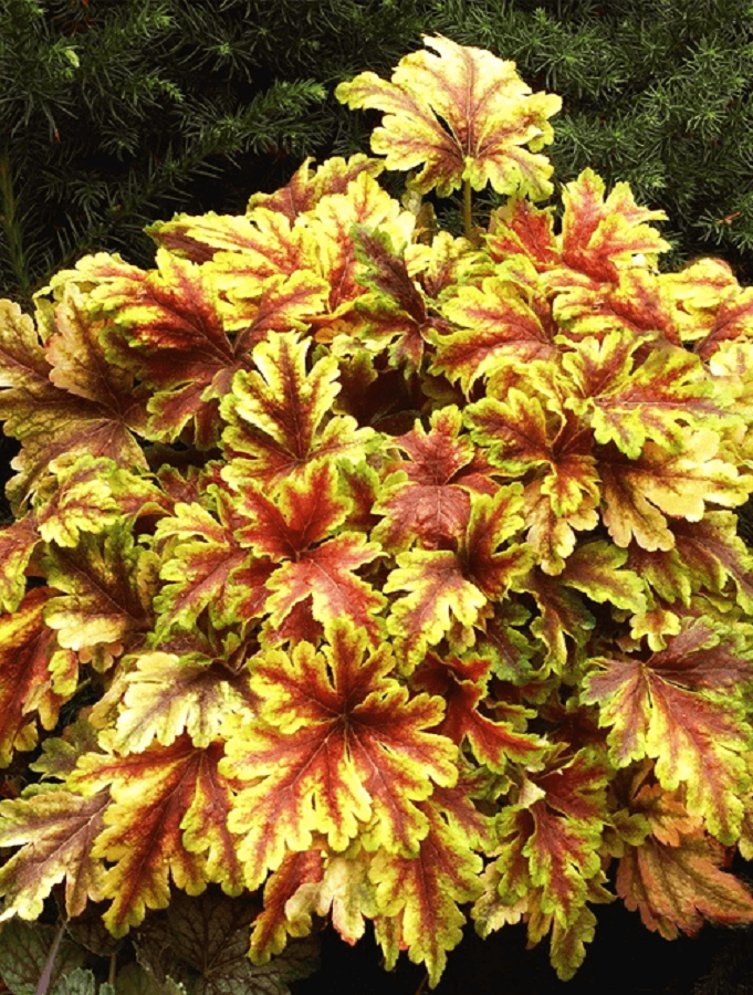 

Гейхерелла Голден Зебра ASF 1 шт Р9